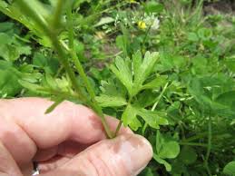 Attēlu rezultāti vaicājumam “Ranunculus lanuginosus bud”