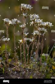 Attēlu rezultāti vaicājumam “Saxifraga granulata flower”