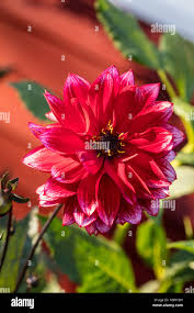 Image result for Dahlia Darkarin`