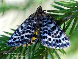 Attēlu rezultāti vaicājumam “Arichanna melanaria”