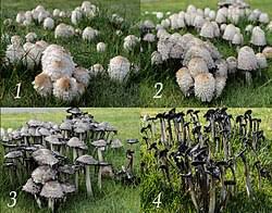 Image result for coprinus
