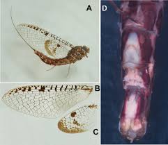 Attēlu rezultāti vaicājumam “Siphlonurus”