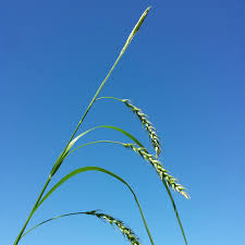 Attēlu rezultāti vaicājumam “Carex sylvatica fruit”