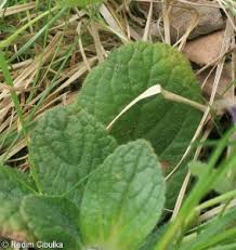 Attēlu rezultāti vaicājumam “Ajuga pyramidalis leaf”