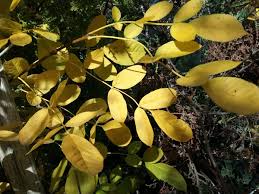 Attēlu rezultāti vaicājumam “Fraxinus”