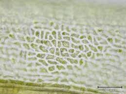 Attēlu rezultāti vaicājumam “Dicranum bergeri”