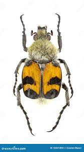 Attēlu rezultāti vaicājumam “Trichius fasciatus”