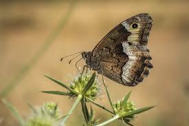 Attēlu rezultāti vaicājumam “Hipparchia semele”