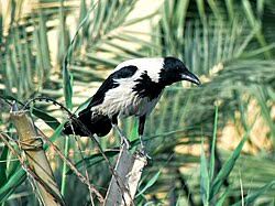 Attēlu rezultāti vaicājumam “Corvus cornix”