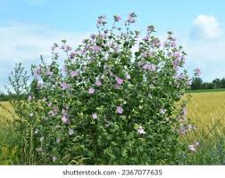 Image result for Lavatera thuringiaca