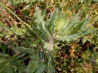 Image result for Cnicus benedictus