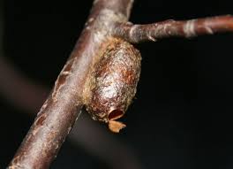 Attēlu rezultāti vaicājumam “Diprionidae cocoon”