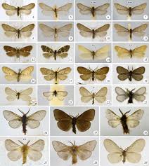 Attēlu rezultāti vaicājumam “Psychidae”