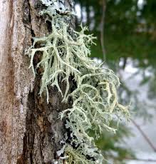 Attēlu rezultāti vaicājumam “Evernia mesomorpha”