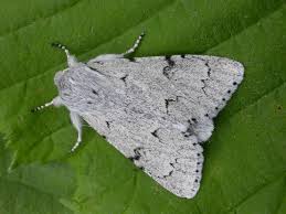 Attēlu rezultāti vaicājumam “Acronicta leporina”