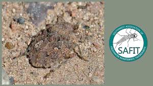 Attēlu rezultāti vaicājumam “Heteroptera”