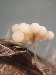 Attēlu rezultāti vaicājumam “Didymium melanospermum macro”