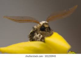 Attēlu rezultāti vaicājumam “Biston strataria”