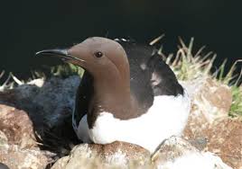 Image result for Uria aalge