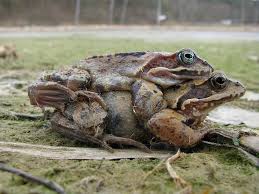 Attēlu rezultāti vaicājumam “Rana temporaria”