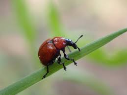 Attēlu rezultāti vaicājumam “Attelabidae”