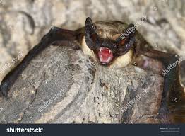 Attēlu rezultāti vaicājumam “Vespertilio murinus”