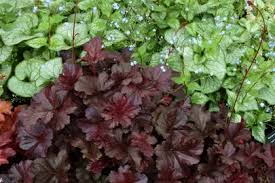 Image result for HEUCHERA americana 'Palace Purple Auslese'