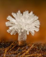 Attēlu rezultāti vaicājumam “Ophiotheca chrysosperma”