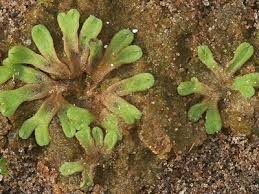 Attēlu rezultāti vaicājumam “Riccia bifurca”