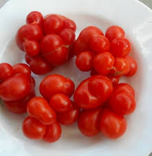 Afbeeldingsresultaat voor voyage tomato