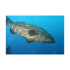 Image result for Mycteroperca bonaci