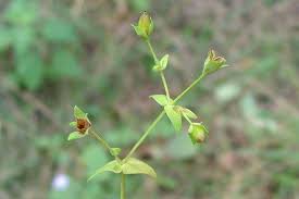 Attēlu rezultāti vaicājumam “Hypericum perforatum bud”