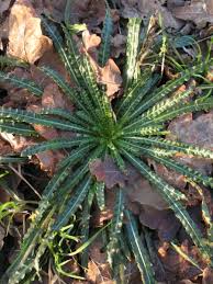 Image result for Reseda luteola