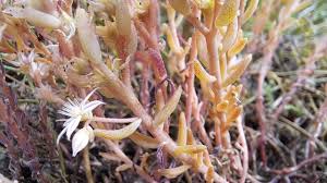 Attēlu rezultāti vaicājumam “Sedum hispanicum leaf”