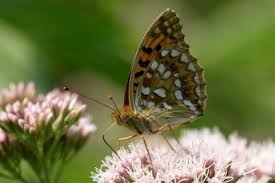 Attēlu rezultāti vaicājumam “Argynnis adippe”