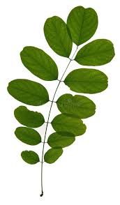 Attēlu rezultāti vaicājumam “Robinia pseudoacacia leaf”