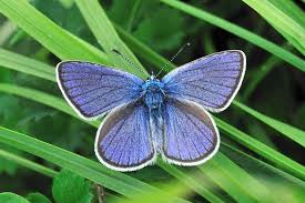 Attēlu rezultāti vaicājumam “Cyaniris semiargus”