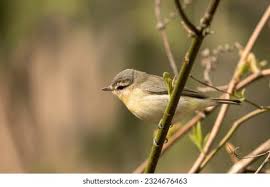 Image result for Vireo philadelphicus