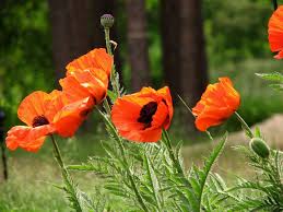 Attēlu rezultāti vaicājumam “Oenothera rubricauli flower”