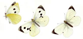 Attēlu rezultāti vaicājumam “Pieridae”