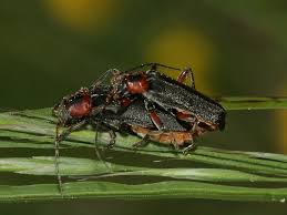 Attēlu rezultāti vaicājumam “Cantharis rustica imago”