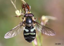 Attēlu rezultāti vaicājumam “Didea alneti”