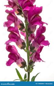 Attēlu rezultāti vaicājumam “Scrophulariaceae”