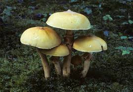 Attēlu rezultāti vaicājumam “Phaeolepiota aurea”