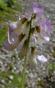 Attēlu rezultāti vaicājumam “Vicia sylvatica flower”