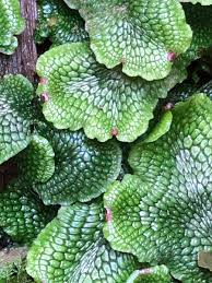 Attēlu rezultāti vaicājumam “Conocephalum”