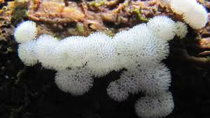 Attēlu rezultāti vaicājumam “Ceratiomyxa porioides”