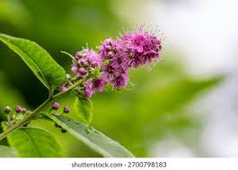 Attēlu rezultāti vaicājumam “Spiraea salicifolia flower”