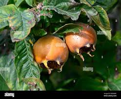 Attēlu rezultāti vaicājumam “Mespilus germanica fruit”