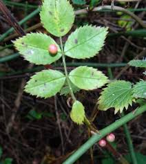 Attēlu rezultāti vaicājumam “Diplolepis eglanteriae”